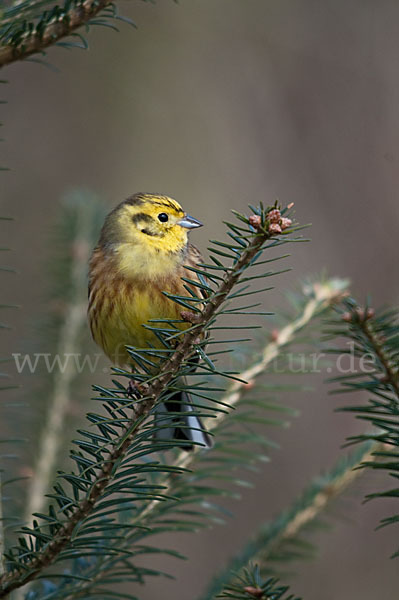 Goldammer (Emberiza citrinella)