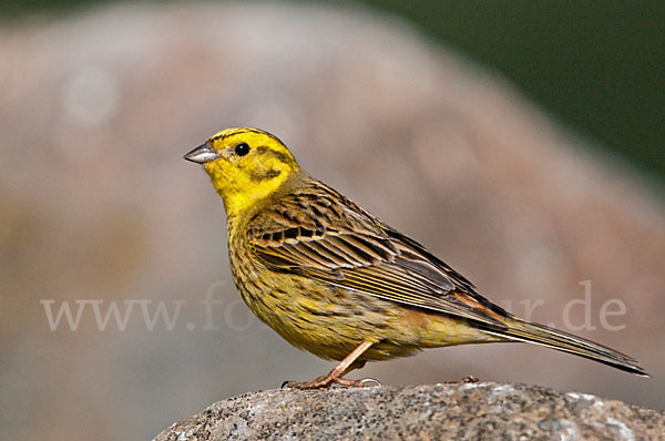 Goldammer (Emberiza citrinella)