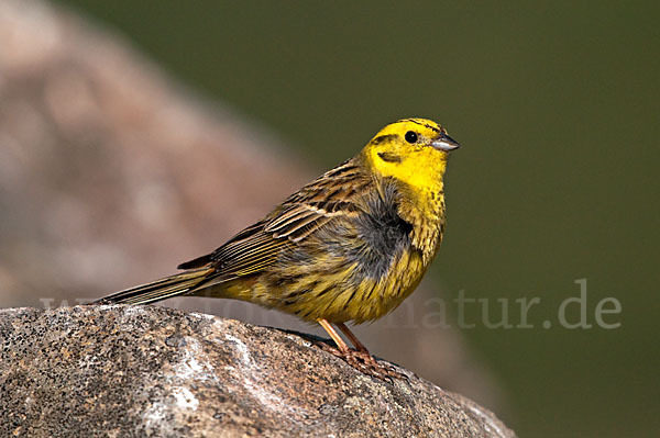 Goldammer (Emberiza citrinella)