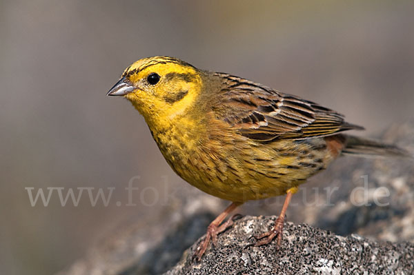 Goldammer (Emberiza citrinella)