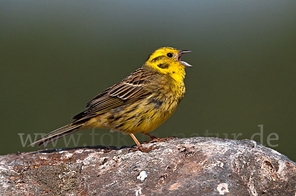 Goldammer (Emberiza citrinella)