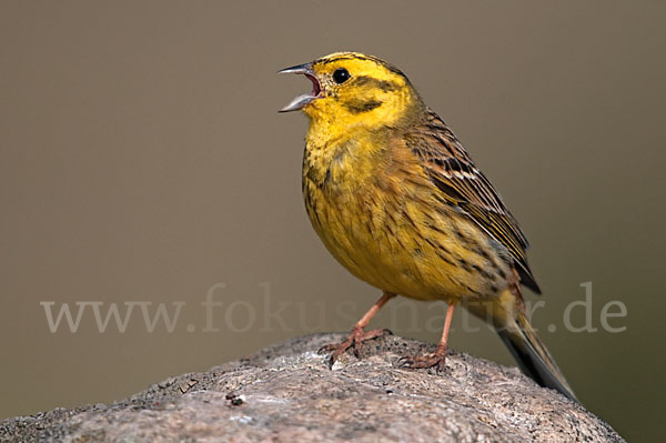 Goldammer (Emberiza citrinella)