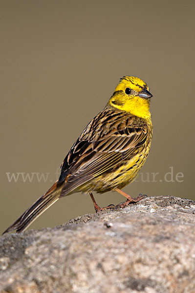 Goldammer (Emberiza citrinella)