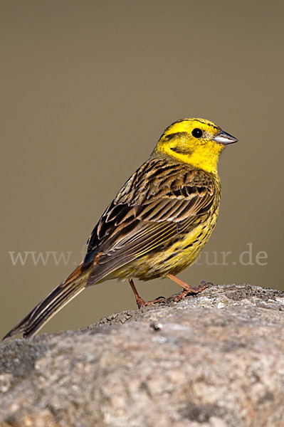 Goldammer (Emberiza citrinella)