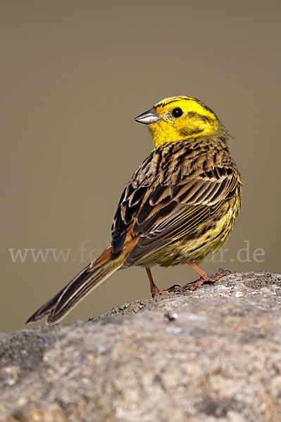 Goldammer (Emberiza citrinella)