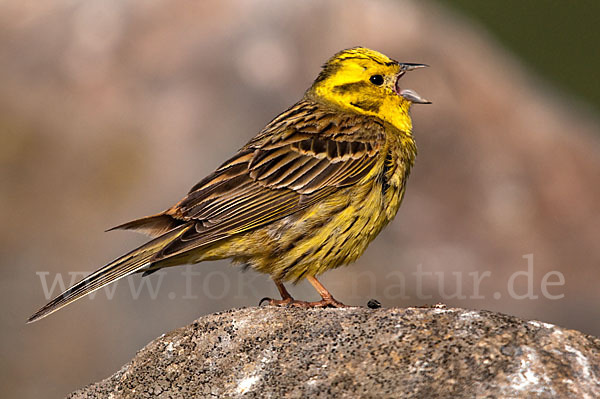 Goldammer (Emberiza citrinella)