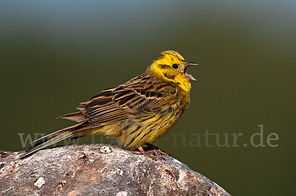 Goldammer (Emberiza citrinella)