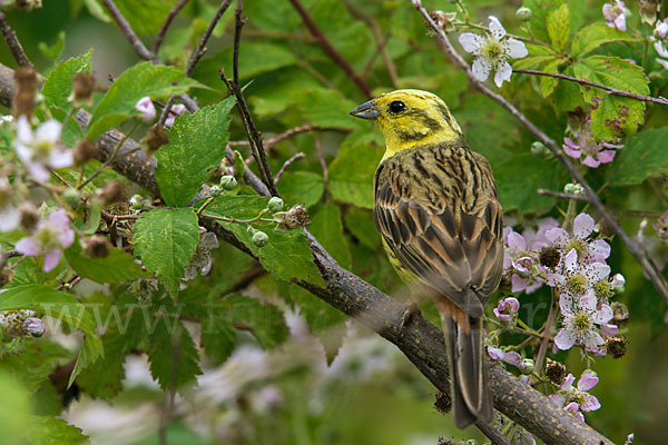 Goldammer (Emberiza citrinella)