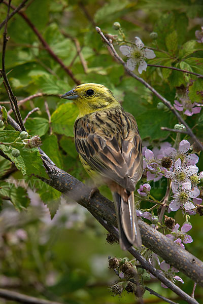 Goldammer (Emberiza citrinella)