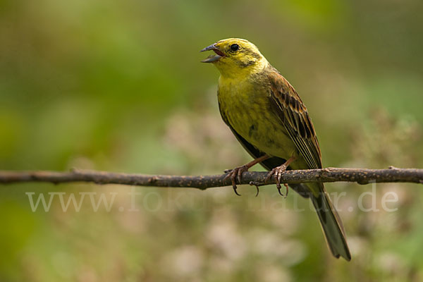 Goldammer (Emberiza citrinella)