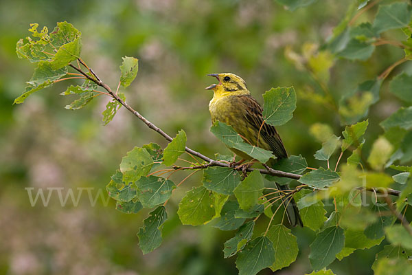 Goldammer (Emberiza citrinella)