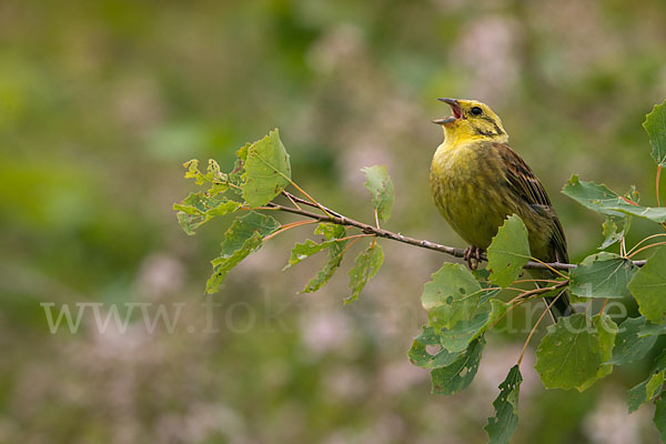 Goldammer (Emberiza citrinella)