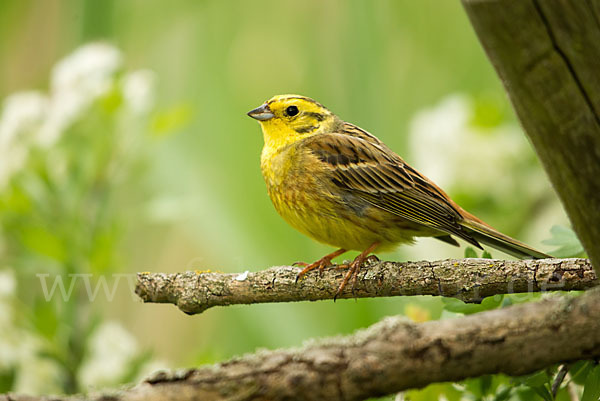 Goldammer (Emberiza citrinella)