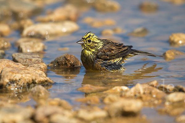 Goldammer (Emberiza citrinella)