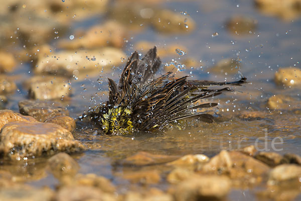 Goldammer (Emberiza citrinella)