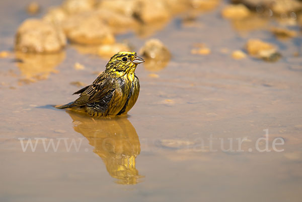 Goldammer (Emberiza citrinella)