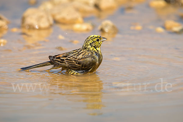 Goldammer (Emberiza citrinella)