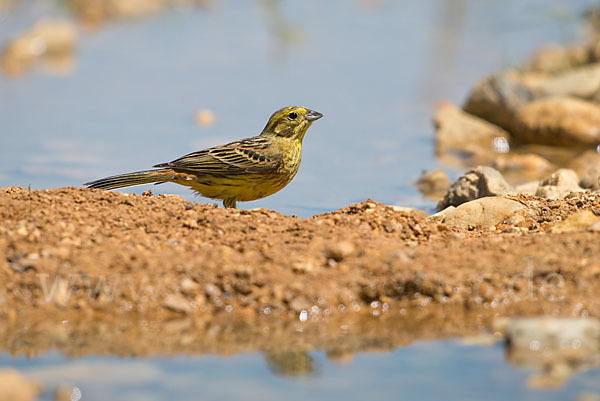 Goldammer (Emberiza citrinella)