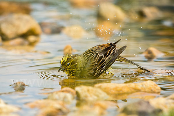 Goldammer (Emberiza citrinella)