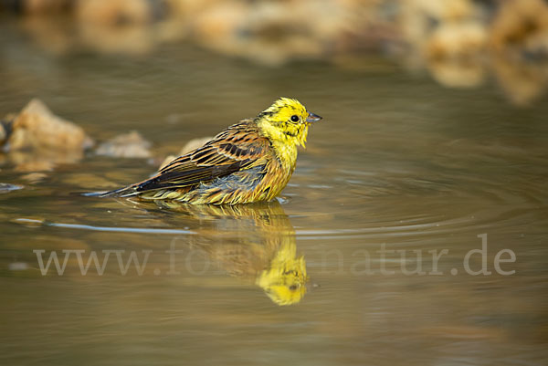 Goldammer (Emberiza citrinella)