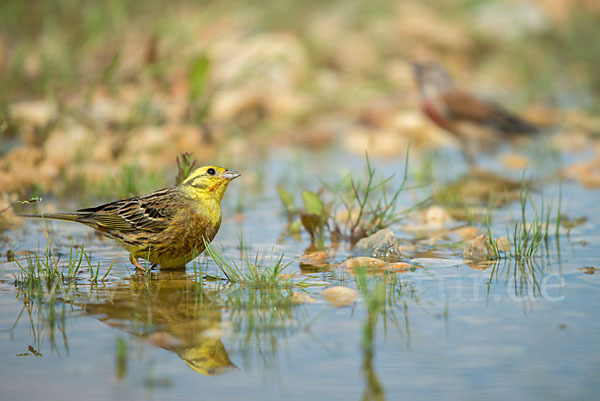 Goldammer (Emberiza citrinella)