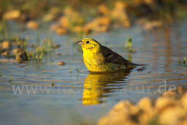 Goldammer (Emberiza citrinella)