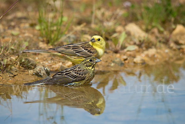 Goldammer (Emberiza citrinella)