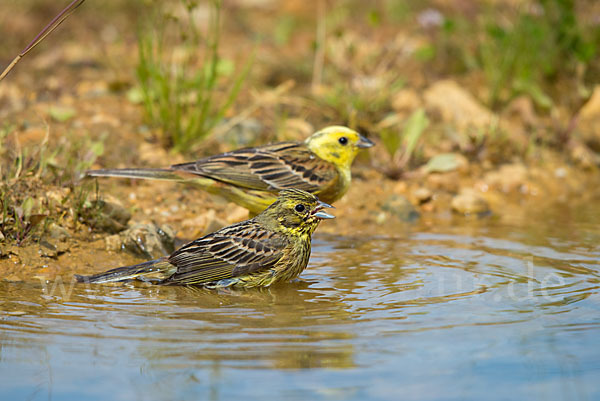 Goldammer (Emberiza citrinella)