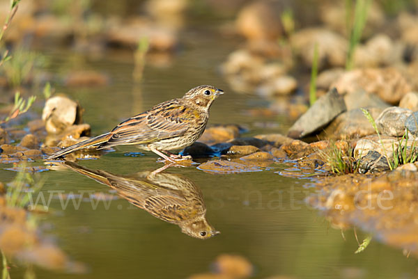 Goldammer (Emberiza citrinella)