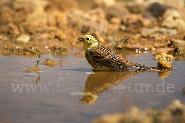 Goldammer (Emberiza citrinella)