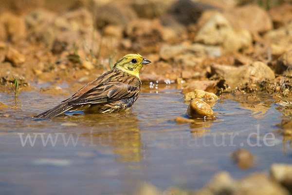 Goldammer (Emberiza citrinella)