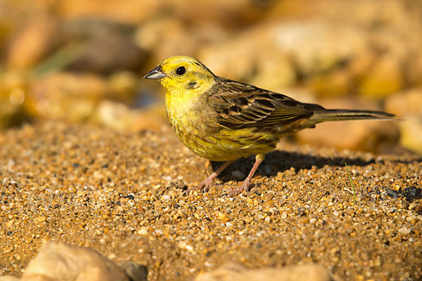 Goldammer (Emberiza citrinella)