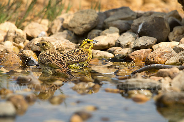 Goldammer (Emberiza citrinella)