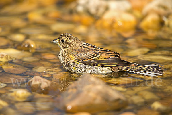 Goldammer (Emberiza citrinella)