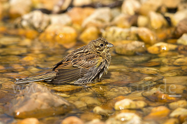 Goldammer (Emberiza citrinella)