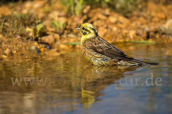 Goldammer (Emberiza citrinella)