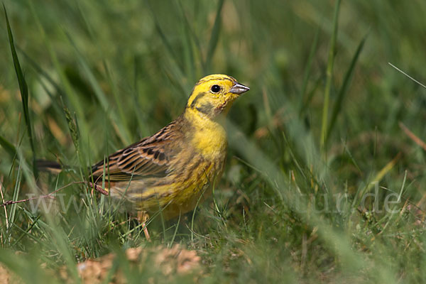 Goldammer (Emberiza citrinella)