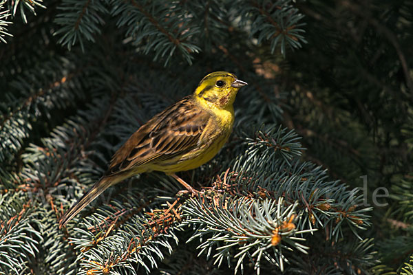 Goldammer (Emberiza citrinella)