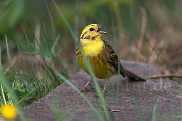 Goldammer (Emberiza citrinella)