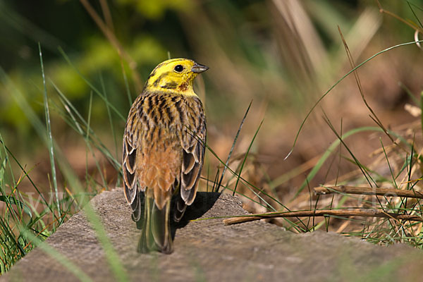 Goldammer (Emberiza citrinella)