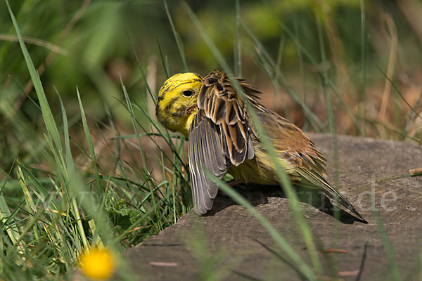 Goldammer (Emberiza citrinella)