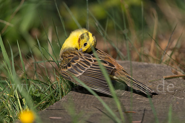 Goldammer (Emberiza citrinella)