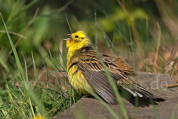 Goldammer (Emberiza citrinella)