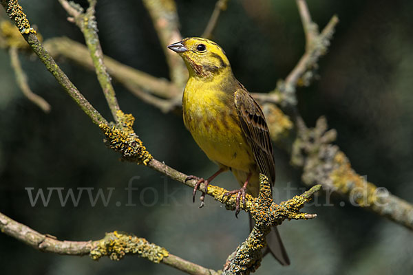 Goldammer (Emberiza citrinella)