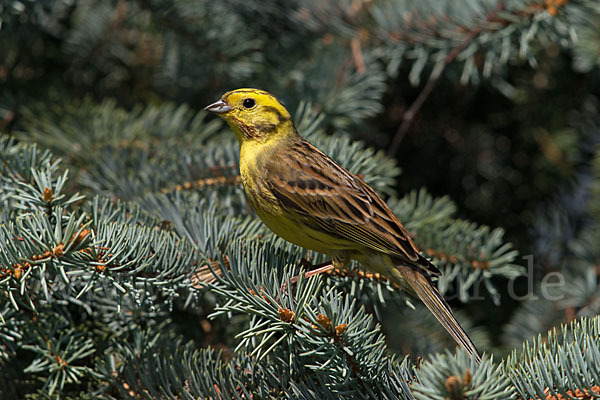 Goldammer (Emberiza citrinella)