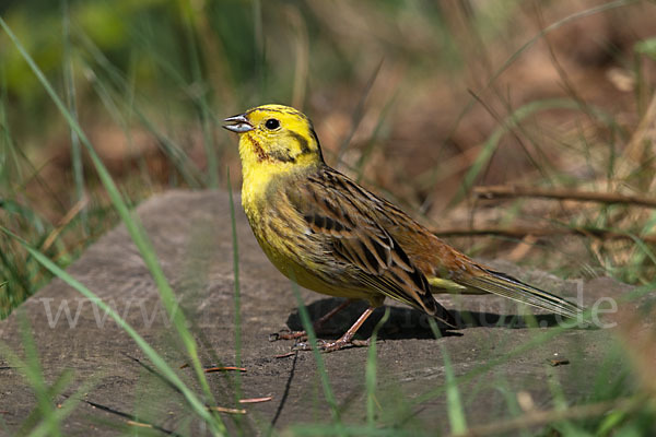 Goldammer (Emberiza citrinella)