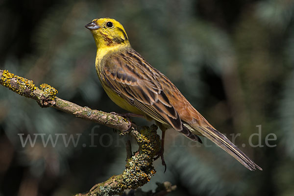 Goldammer (Emberiza citrinella)