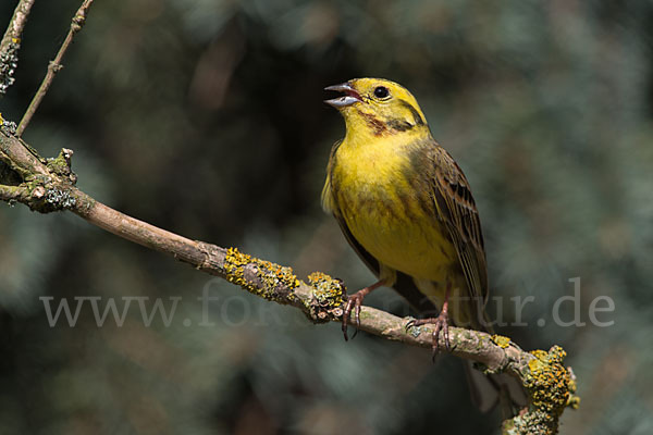 Goldammer (Emberiza citrinella)