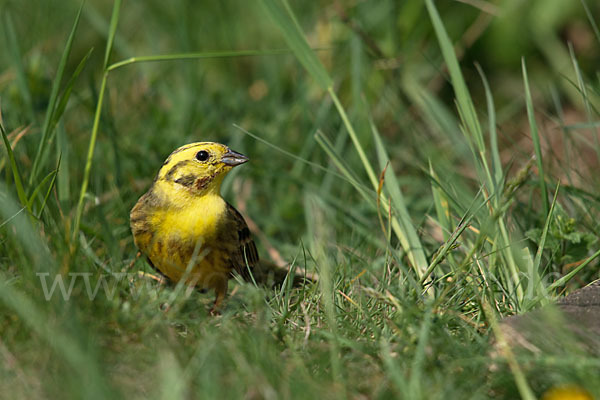 Goldammer (Emberiza citrinella)