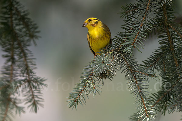 Goldammer (Emberiza citrinella)